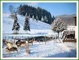 Haus Stettner: Ferienwohnung am Damwildgehege - Winterimpression